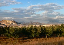 An orchard