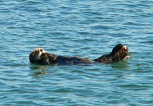 A sea otter up close