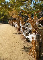 Fall in Roaring Camp