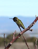 A hummingbird