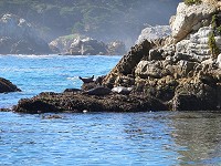 Sea lions