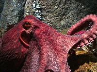 Octopus