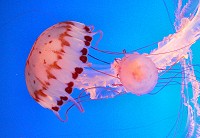 A jellyfish at the Monterey Aquarium