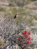 Hummingbird