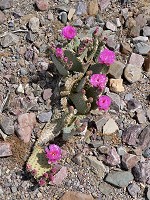 A cactus in bloom