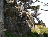 Point Lobos