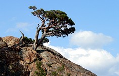 Mountain pine