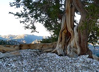 Bristlecone pine