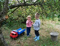 Sorting of apples