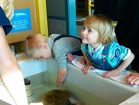 Lisa follows the lecture; Tom pokes an anemone in the sink