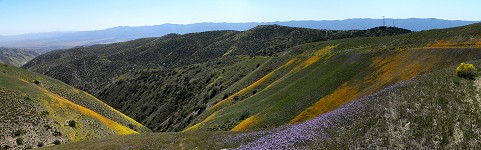 Flowers on Caliente Ridge