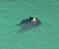 Sea lion baby and its mother