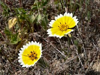 California daisies