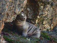 Little sea lion