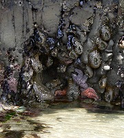 Anemones and starfish up to three feet above water