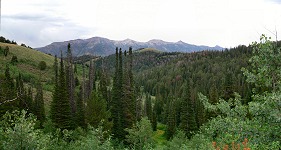 Forest in northeastern Nevada