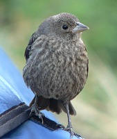 Little bird Little bird