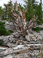 Bristlecone pine - oldest trees in America