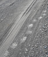 Bear tracks in the dust