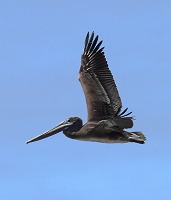 Pelican