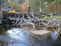 On a log