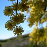 A bush abloom