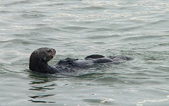 A sea otter