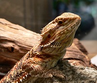 Školková ještěrka (Agama bradatá)