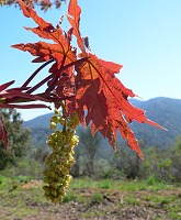 A tree in bloom in Quicksilver park