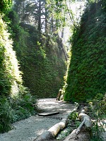 Fern Canyon