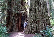 In scale: 2 trees vs. Hippo