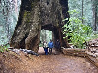 Tunnel Tree