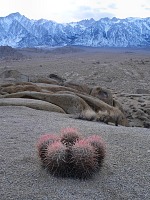 Little cacti