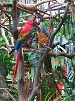 Parrots