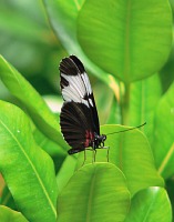 Sapho Longwing