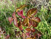 Poison oak sprouts new leaves in the spring.