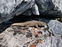 Lizards spend all sunny days warming up.