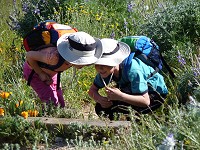 Kids study ants on Garrapata trail