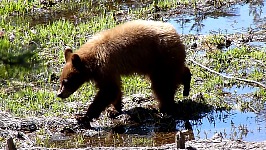 A bear cub.