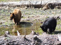 Bear cubs