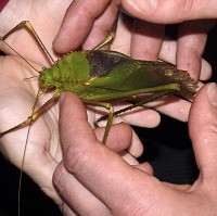 Leaf bug