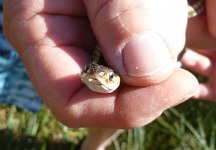 Garter Snake