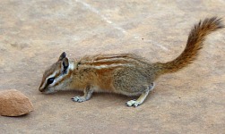 Chipmunk