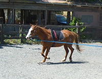 Foxy looks great with her new (un)saddle.