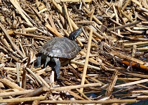 Sunbathing tortoise in Felton.