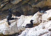 Nesting cormorans.