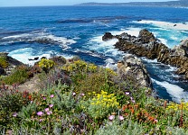 Point Lobos abloom. (photo granny)