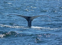 Humpback tail.