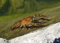 The lake was full of crayfish.