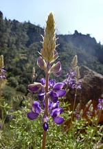 It's already spring in Pinnacles.